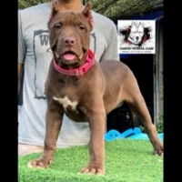 GARNET PITBULL CAMP 'S AURA